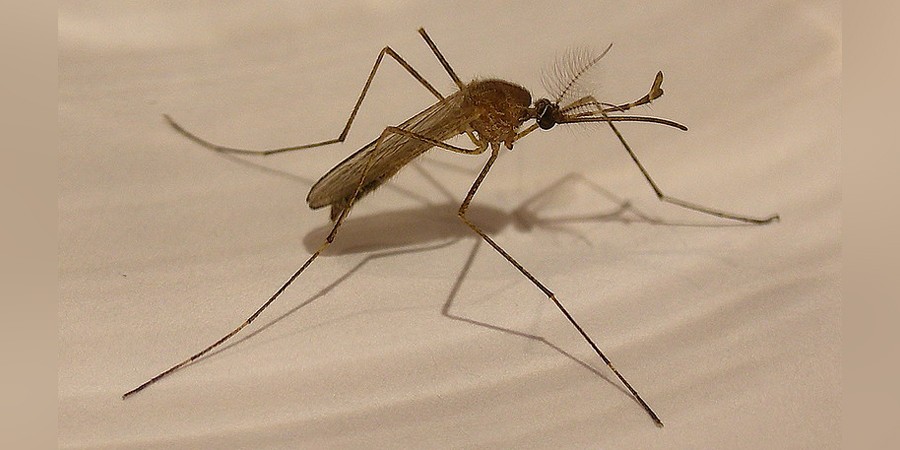 First Human Case of West Nile Virus in 2024